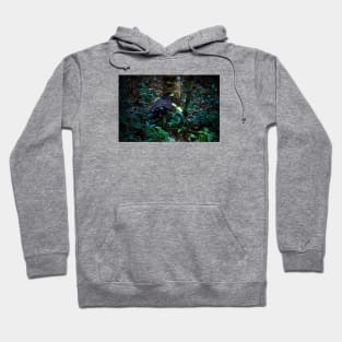 Eagle II / Swiss Artwork Photography Hoodie